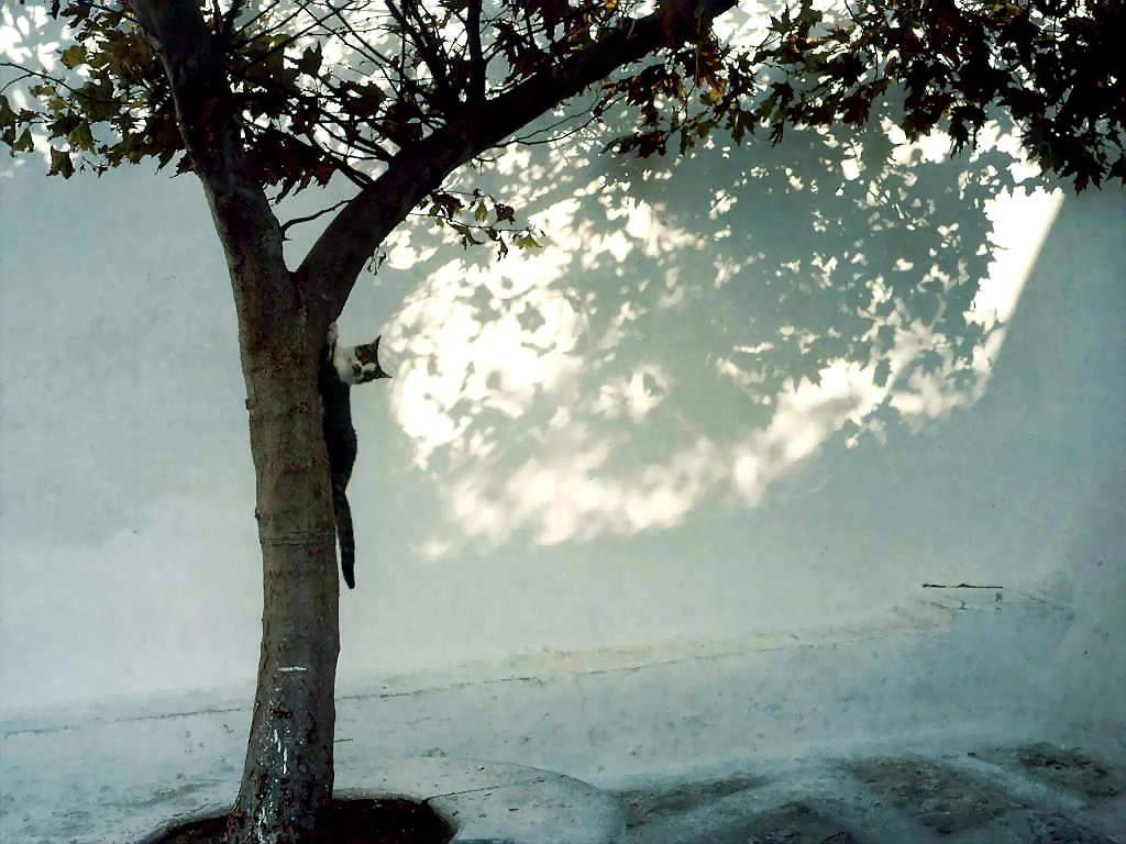 Gatti (198)